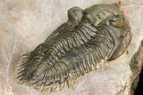 Zlichovaspis & Metacanthina Trilobites - Lghaft, Morocco #153903-9